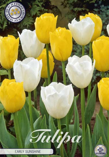 Tulp Early Sunshine x10 12/+