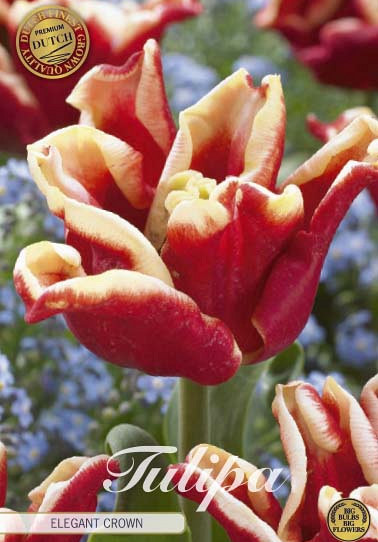 Tulp Elegant Crown x7 12/+