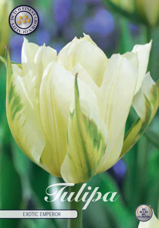 Tulp Fosteriana Exotic Emperor x7 12/+