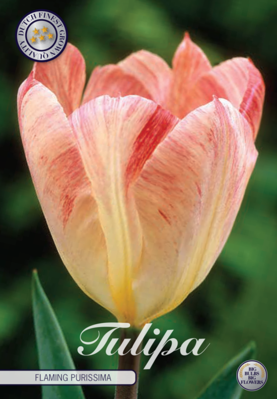 Tulp Fosteriana Flaming Purissima x10 12/+