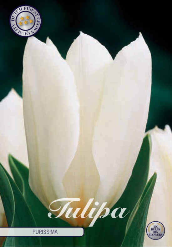 Tulp Fosteriana Flaming Purissima x10 12/+