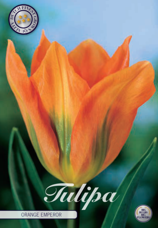 Tulp Fosteriana Orange Emperor x10 12/+