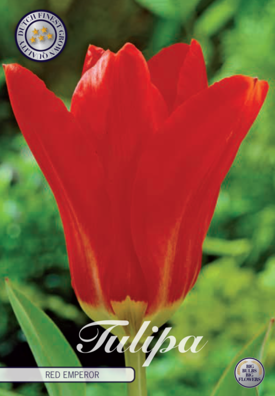 Tulp Fosteriana Red Emperor x10 12+