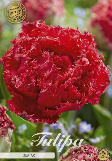 Tulp Fringed Double Quatar x7 12/+