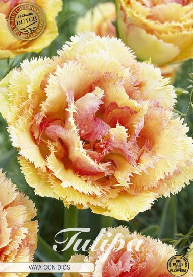 Tulp Fringed Double Vaya Con Dios x5 12/+