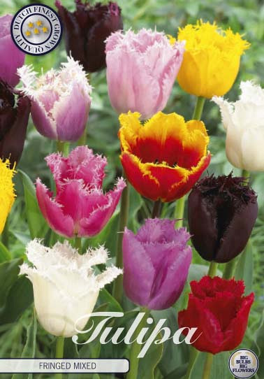 Tulp Fringed Mixed x10 12/+