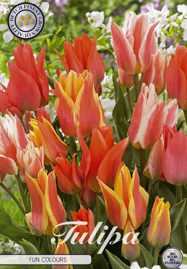 Tulp Greigii Fun Colours x10 12/+