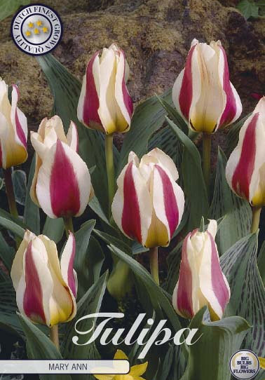 Tulp Greigii Mary Ann x7 12/+