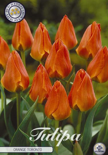 Tulp Greigii Orange Toronto x10 12/+