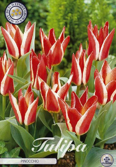 Tulp Greigii Pinocchio x7 12/+