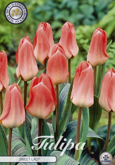 Tulp Greigii Sweet Lady x7 12/+