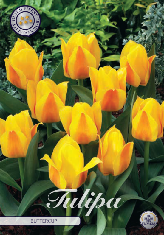 Tulp Kaufmania Buttercup x7 12/+