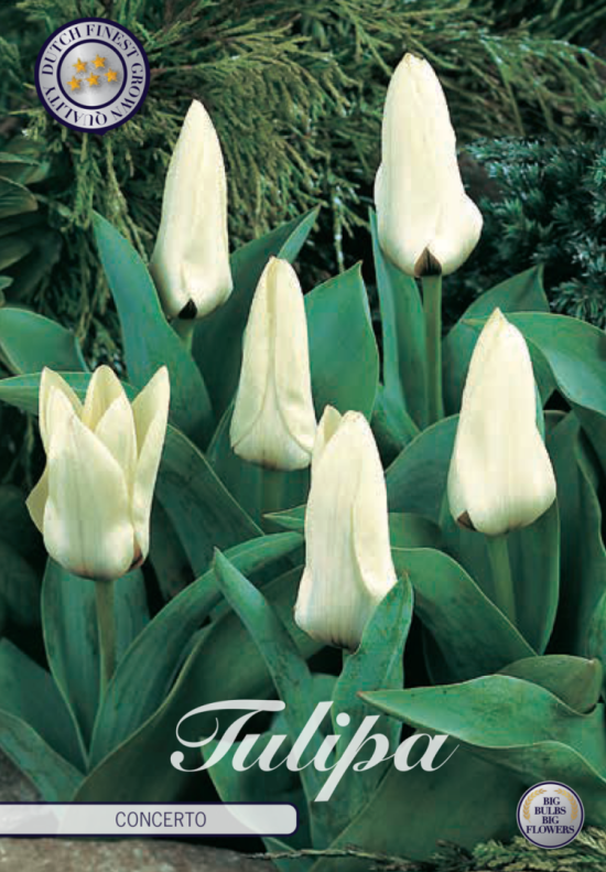 Tulp Kaufmania Concerto x10 12/+