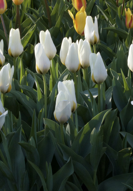 Tulp Kaufmania Concerto x10 12/+