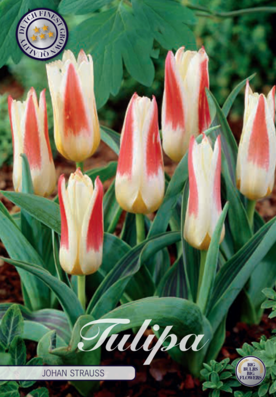 Tulp Kaufmania Johann Strauss x7 12/+