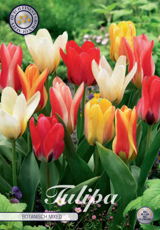 Tulp Kaufmania Mixed x10 12/+