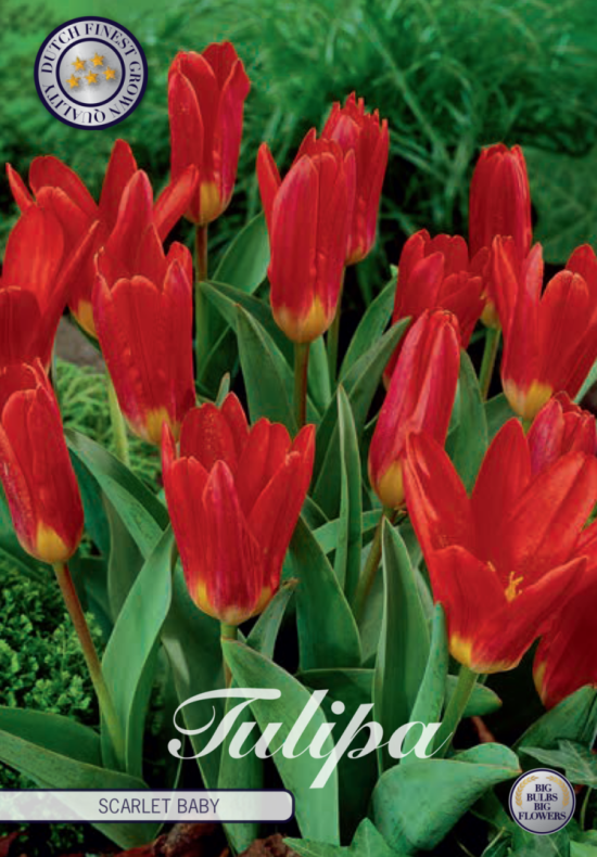 Tulp Kaufmania Scarlet Baby x10 12/+