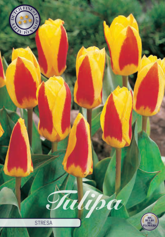 Tulp Kaufmania Stresa x7 12/+