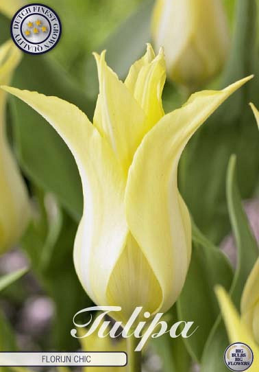 Tulp Lilyflowering Florijn Chic x7 12/+