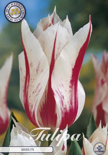 Tulp Lilyflowering Marilyn x7 12/+