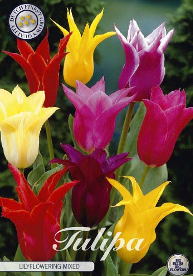 Tulp Lilyflowering Mixed x7 12/+