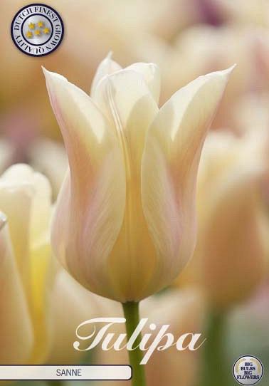 Tulp Lilyflowering Sanne x7 12/+