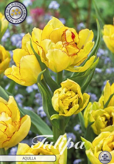 Tulp Multiflora Aquilla x7 12/+