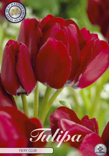 Tulp Multiflora Fiery Club x7 12/+