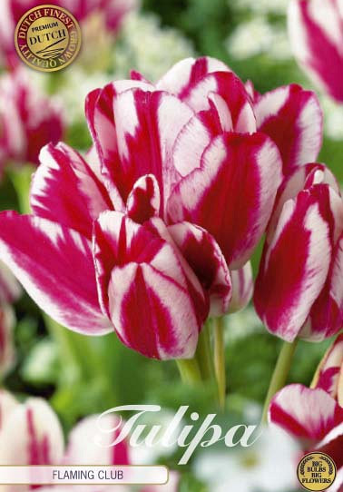 Tulp Multiflora Flaming Club x7 12/+