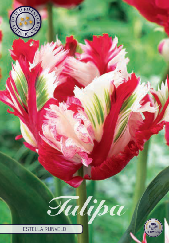 Tulp Parrot Estella Rijnveld x7 12/+