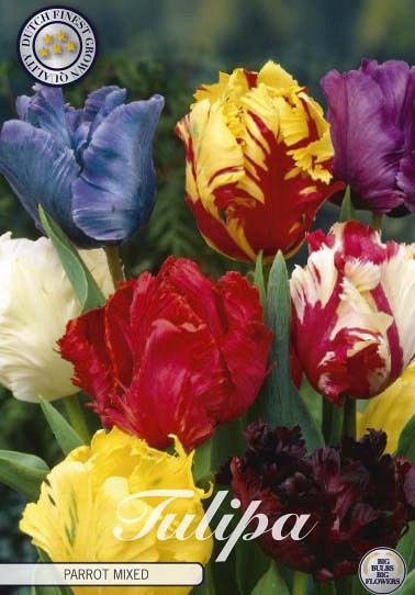 Tulp Parrot Mixed x7 12/+