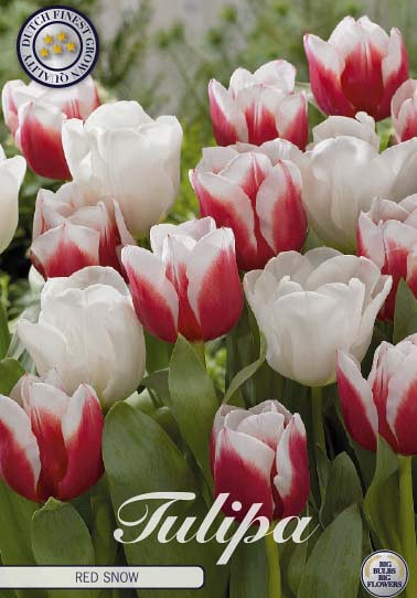 Tulp Red Snow x10 12/+