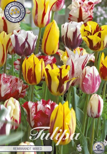 Tulp Rembrandt Mixed x10 12/+