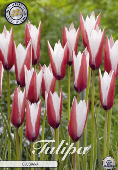 Tulp Specie Clusiana x10 5/6