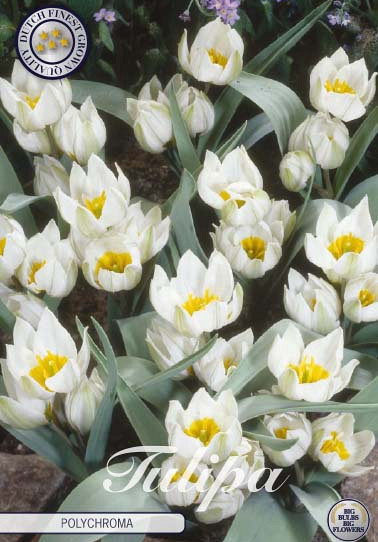 Tulp Specie Polychroma x10 5/6