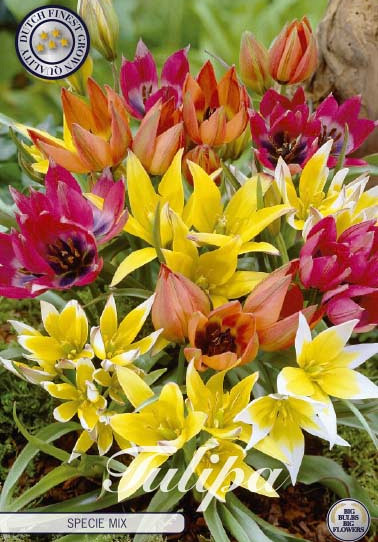 Tulp Specie Specie Mixed x15 6/7