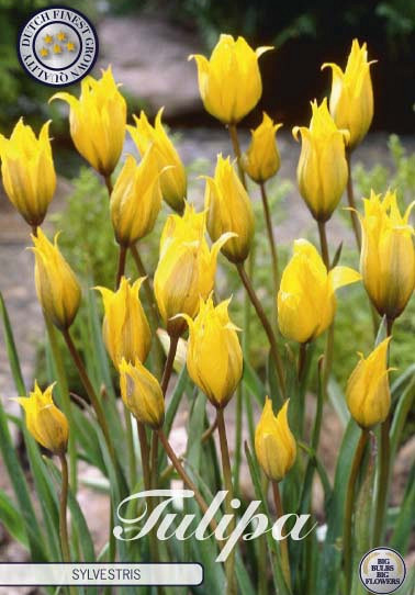 Tulp Specie Sylvestris x10 6/7