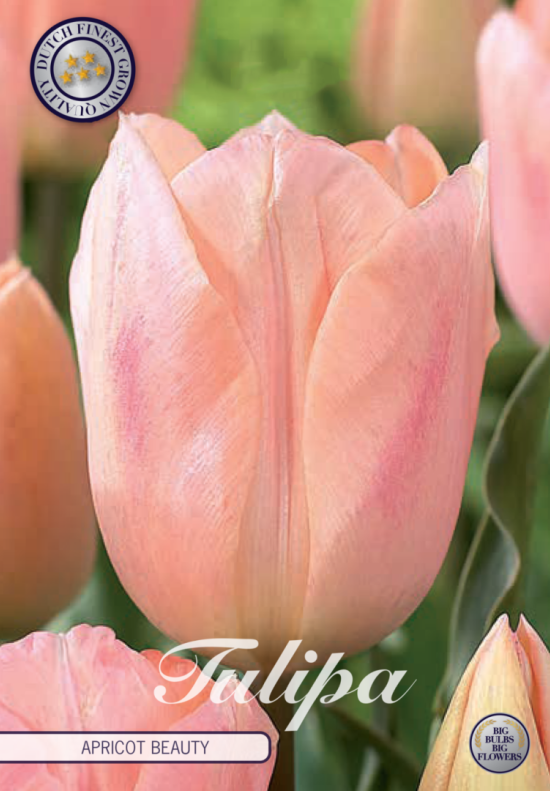 Tulp Triumph Apricot Beauty x7 12/+