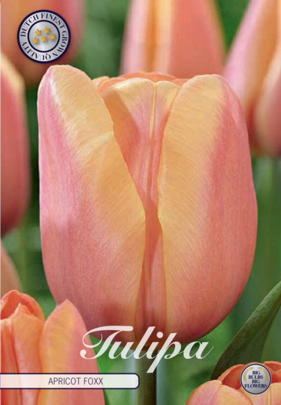 Tulp Triumph Apricot Foxx x10 12/+