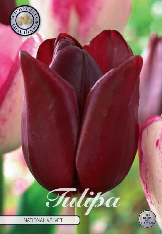 Tulp Triumph National Velvet x7 12/+