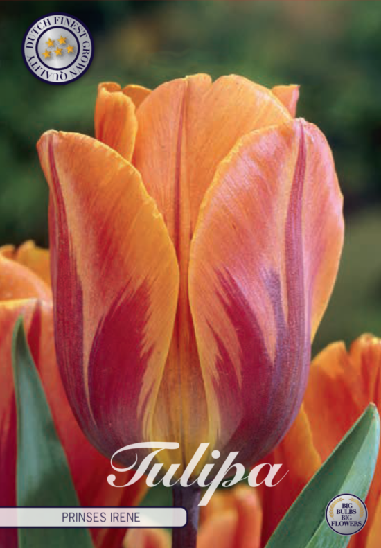 Tulp Triumph Prinses Irene x7 12/+