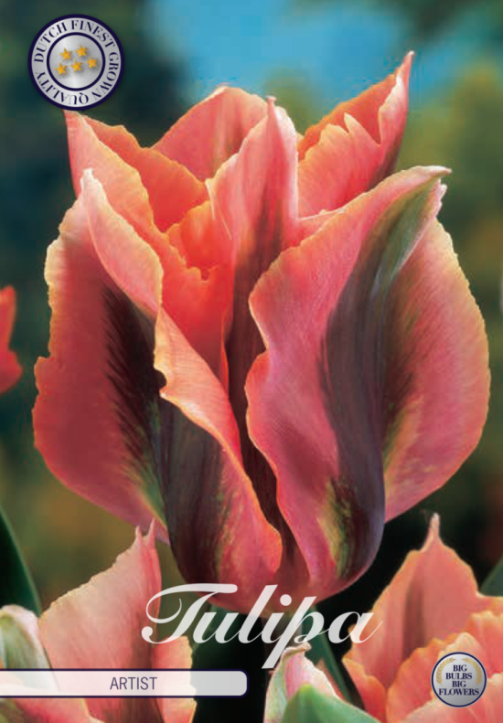 Tulp Viridiflora Artist x7 12/+