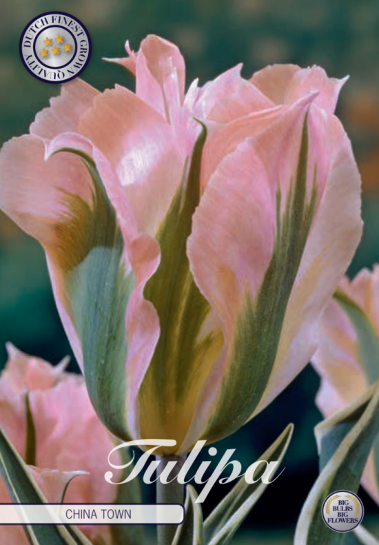 Tulp Viridiflora China Town x7 12/+