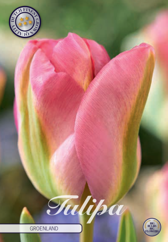 Tulp Viridiflora Groenland x7 12/+