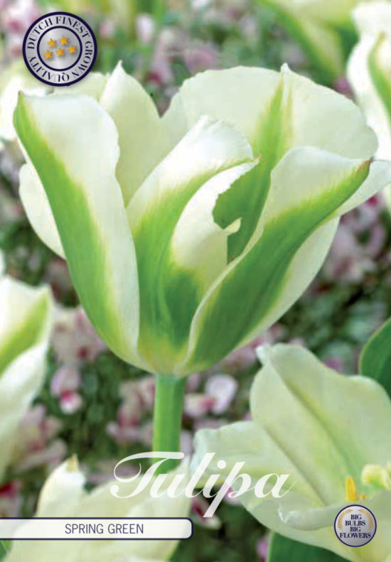 Tulp Viridiflora Spring Green x7 12/+