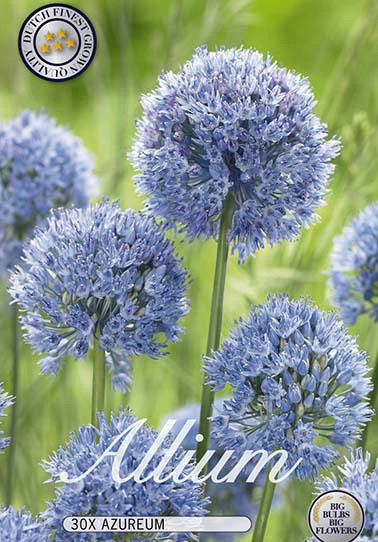 Allium Azureum x30 5/6