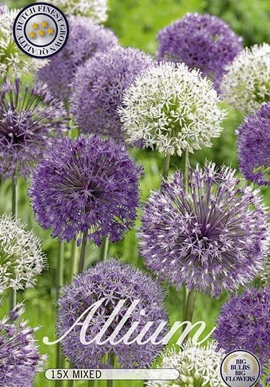 Allium Mixed x15 12/14