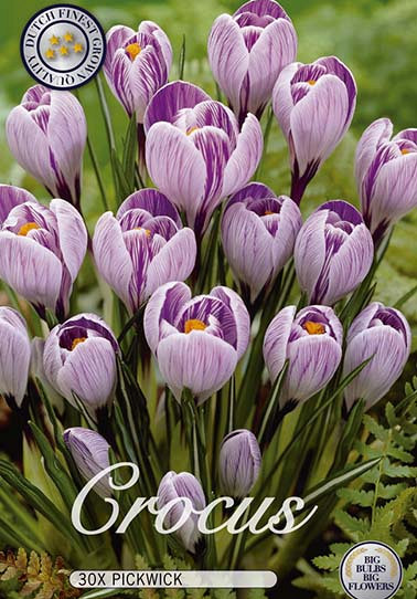 Crocus Vernus Pickwick x 30 8/9