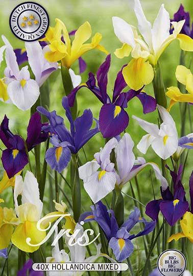 Iris Hollandica Mixed x40 8/9