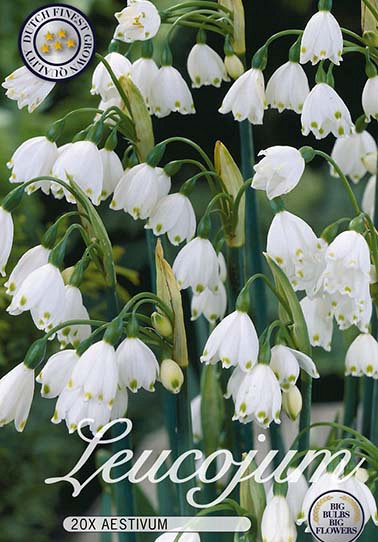 Leucojum Aestivum x20 10/12